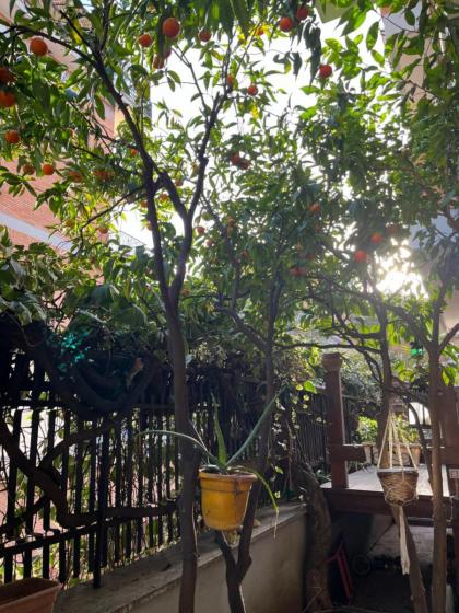 Acquedotti apartment with garden - image 25